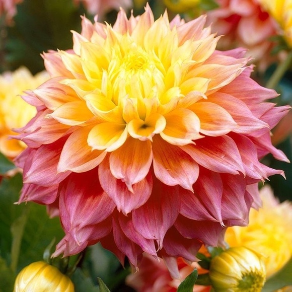 Meet your Posher, Dahlia - Picture 1 of 1